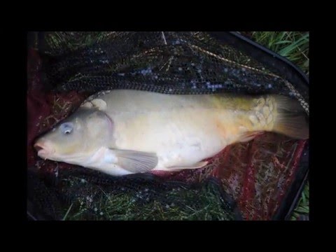 Téli feederezés Tüskeváron