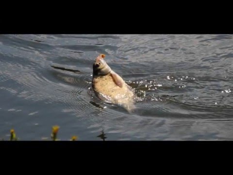 Apa és Fia horgász és fotós