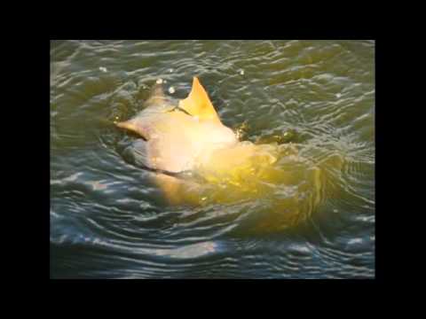 Harangi Dominik akusztikus gitárjátéka